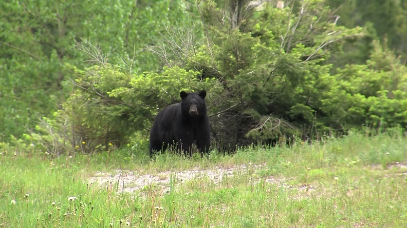 Black bear (Ursus americanus) 1